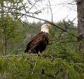 bald eagle_fr_23-5